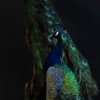 Kleurrijke opgezette blauwe pauw