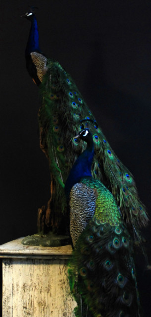 large stuffed peacock