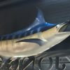 Sehr eindrucksvolle Replik eines blauen Marlins