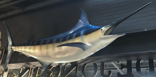 Sehr eindrucksvolle Replik eines blauen Marlins