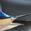 Sehr eindrucksvolle Replik eines blauen Marlins