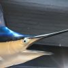 Very impressive replica of a blue marlin