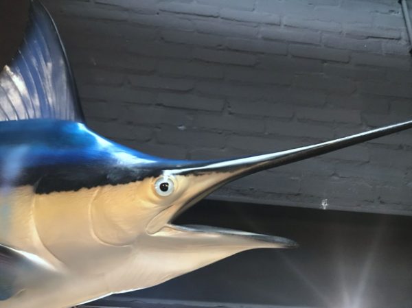 Very impressive replica of a blue marlin