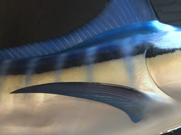 Sehr eindrucksvolle Replik eines blauen Marlins
