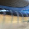 Sehr eindrucksvolle Replik eines blauen Marlins