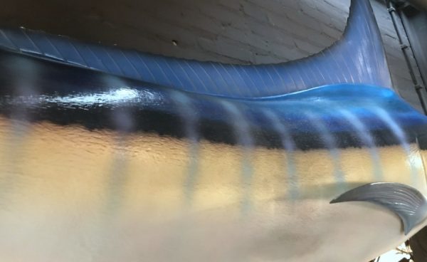 Sehr eindrucksvolle Replik eines blauen Marlins