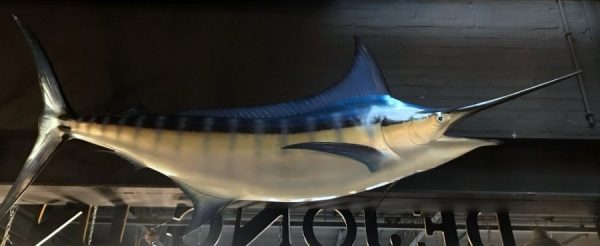 Very impressive replica of a blue marlin