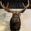 Vintage stuffed head of an alpine ibex.