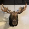 Very impressive stuffed head of a Canadian moose.