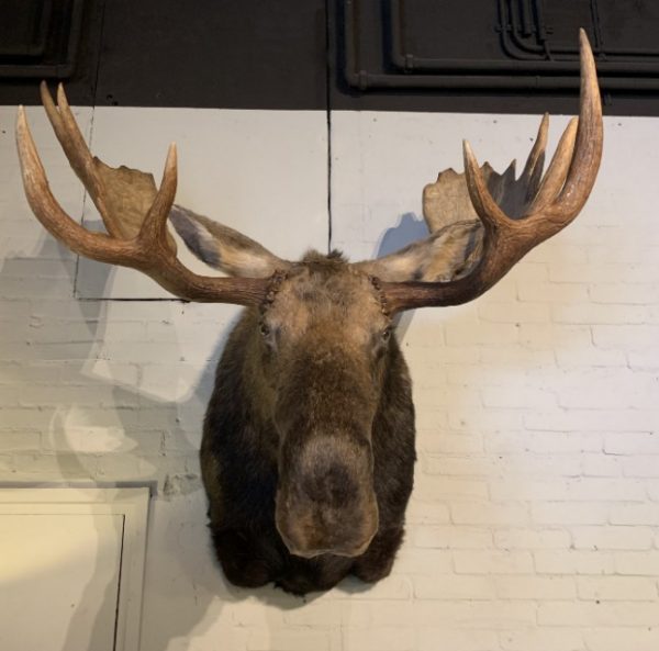 Very impressive stuffed head of a Canadian moose.