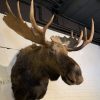 Very impressive stuffed head of a Canadian moose.