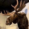 Sehr beeindruckender ausgestopfter Kopf eines kanadischen Elches