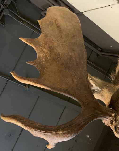 Sehr beeindruckender ausgestopfter Kopf eines kanadischen Elches