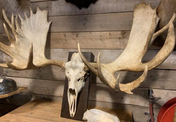 Very large antler from a Canadian moose