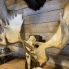Grote mooie schedel van een geitenbok