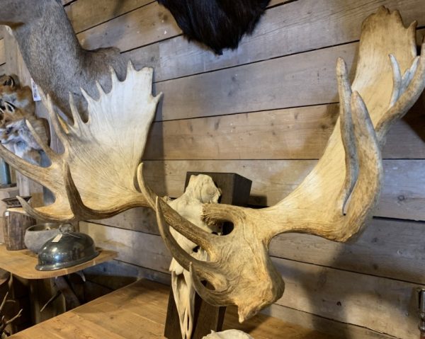 Very large antler from a Canadian moose