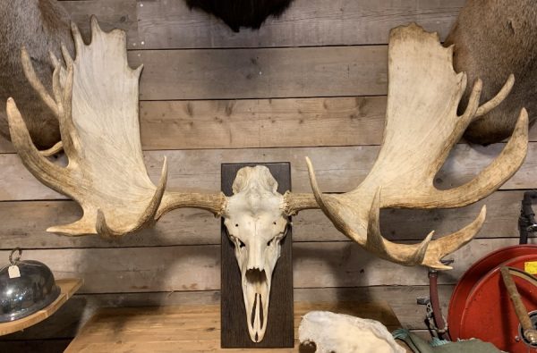 Very large antler from a Canadian moose