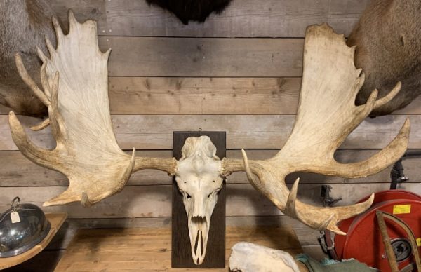 Very large antler from a Canadian moose