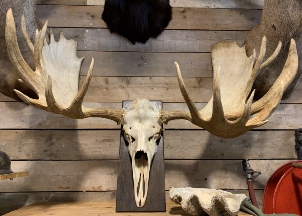 Very large antler from a Canadian moose