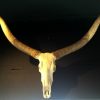 Old skull of a red hartebeest