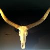 Antique skull of a mouflon on stone base