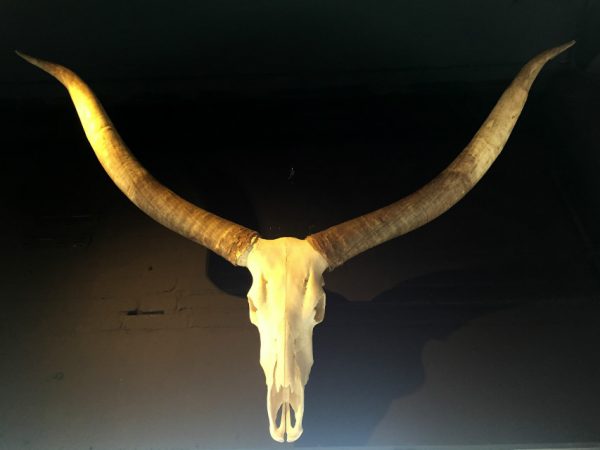 Very large decorative skull of a Watusi bull..