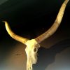 Very large decorative skull of a Watusi bull..