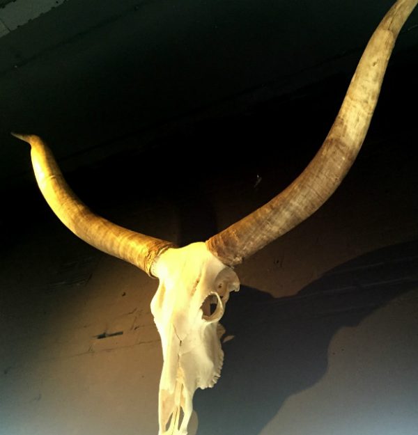 Very large decorative skull of a Watusi bull..