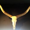 Very large decorative skull of a Watusi bull..