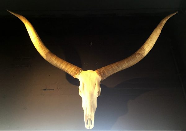 Very large decorative skull of a Watusi bull..