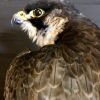 Zeer grote slechtvalk (Falco Peregrinus) met sneeuwhoen als prooi