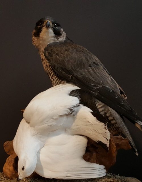 Zeer grote slechtvalk (Falco Peregrinus) met sneeuwhoen als prooi