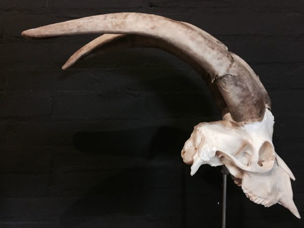 Very large skull of a goat € 145,-