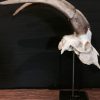 Very large skull of a goat € 145,-