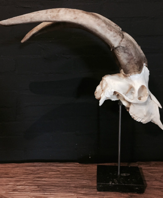 Very large skull of a goat € 145,-