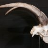 Exclusive skull of a longhorn.