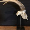 Very large skull of a goat