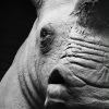 Lebensechte Nachbildung eines Rhinozeros-Kalbes