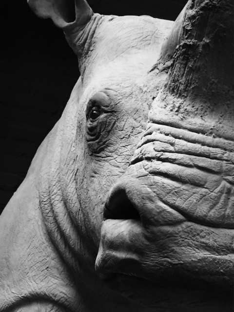 Natuurgetrouwe replica van een witte neushoorn