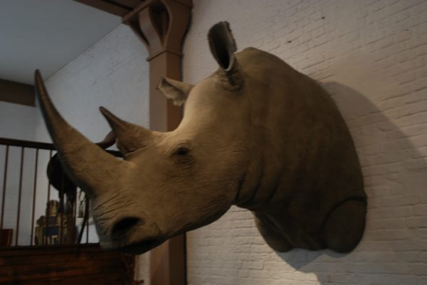 Natuurgetrouwe replica van een witte neushoorn