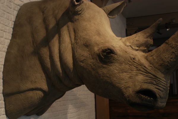 Very lifelike replica of a white Rhino.