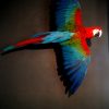 Very lifelike stuffed green wing macaw.