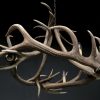 Very nice antler chandelier made from red stag antlers.