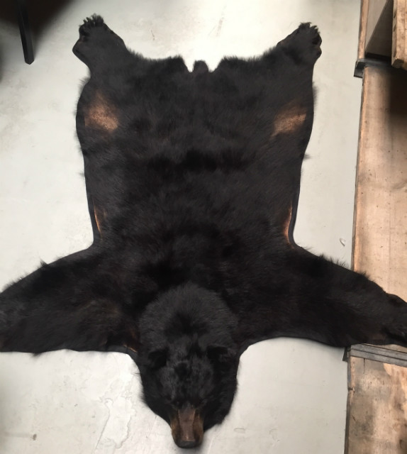 Recent geprepareerde huid van een grote zwarte beer