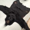 Very nice black bear rugmount