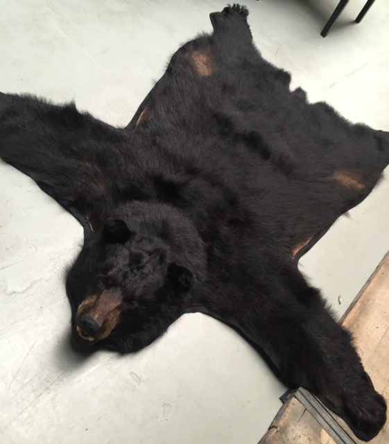 Aktuelle vorbereitet Fell eines schwarzen Bären