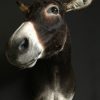 Vintage taxidermy head of a big Cape Buffalo.