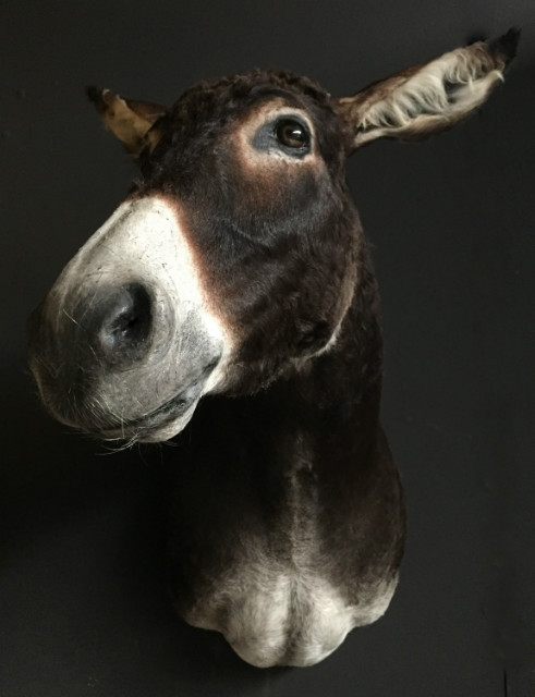 Very nice stuffed head of a donkey