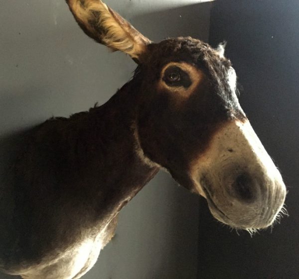 Very nice stuffed head of a donkey