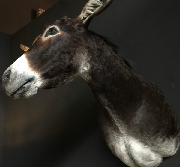 Very nice stuffed head of a donkey